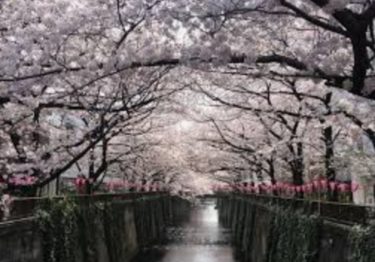 お花見の名所 目黒川の桜の楽しみ方！見どころやライトアップ・桜まつり
