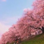 京都のお花見の名所 淀川河川公園背割堤地区の桜の見所や桜まつり情報