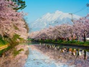 お花見で人気の名所 弘前公園の桜！さくらまつり・開花・見どころ