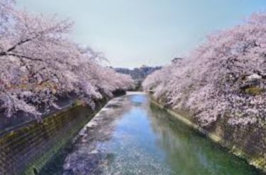 お花見の名所 大岡川プロムナード！桜祭り・クルーズ・ライトアップ