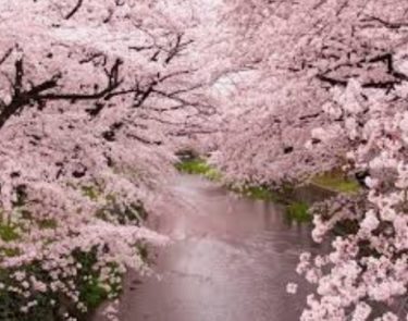 お花見の名所 大口町 五条川の桜並木！桜祭り・ライトアップ