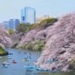 お花見の名所 千鳥ヶ淵緑道の桜！夜桜・桜祭り・ボートを楽しむ