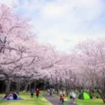 代々木公園の桜 お花見の名所！開花・見頃・お花見情報