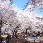 お花見の名所 大宮公園の桜！開花情報・ライトアップ・見どころ