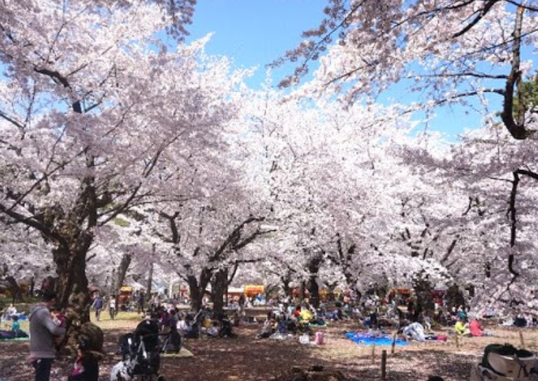 お花見の名所 大宮公園の桜 開花情報 ライトアップ 見どころ ディアナイト