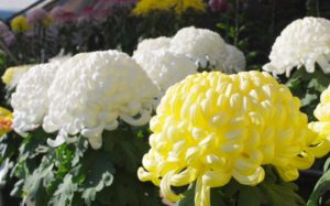 お盆や初盆にお供えする花は 種類や色 おすすめの花など ディアナイト